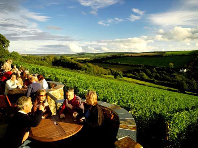 Camel Valley Vineyard