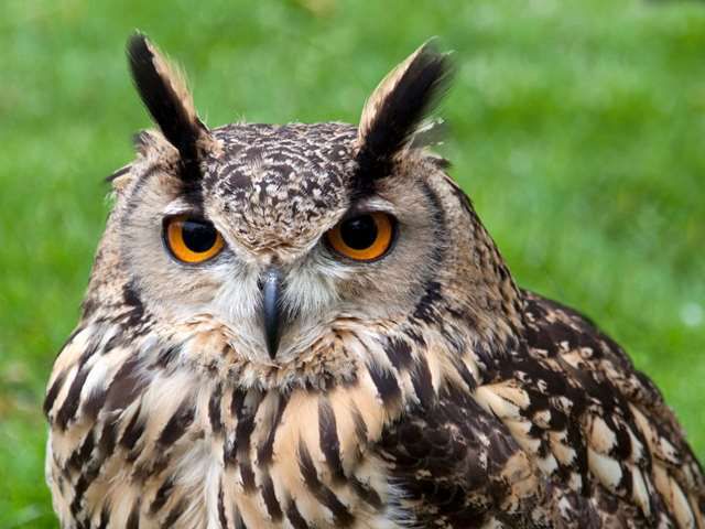 Cornish Birds of Prey Centre